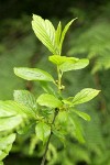 Alder-leaved Coffeeberry blossoms & foliage