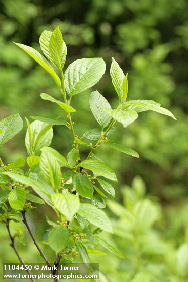 Rhamnus alnifolia