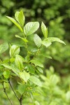 Alder-leaved Coffeeberry blossoms & foliage