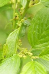 Alder-leaved Coffeeberry blossoms & foliage detail