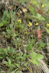 Drummond's Mountain Avens