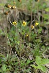 Drummond's Mountain Avens