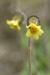 Drummond's Mountain Avens blossom detail