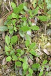 Drummond's Mountain Avens foliage