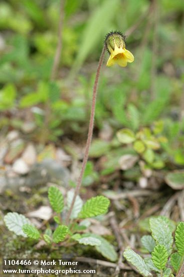 Dryas drummondii