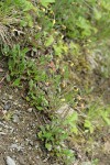 Drummond's Mountain Avens