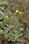 Drummond's Mountain Avens