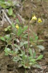 Drummond's Mountain Avens