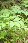 Wild Sarsaparilla