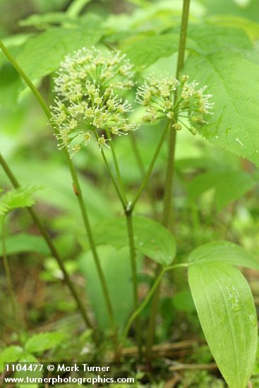 Aralia nudicaulis