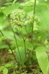 Wild Sarsaparilla blossoms