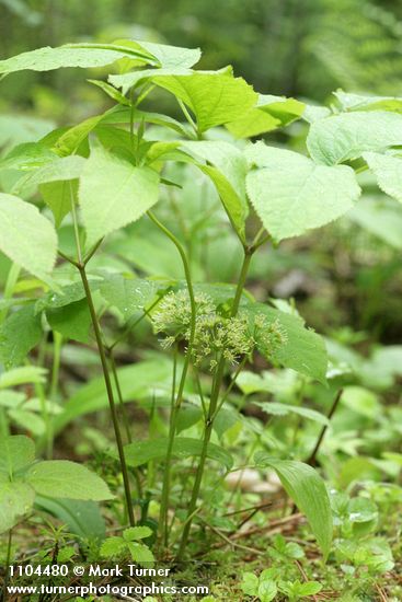 Aralia nudicaulis