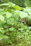 Wild Sarsaparilla