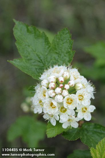 Physocarpus malvaceus