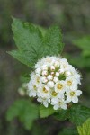 Mallow Ninebark blossoms & foliage detail