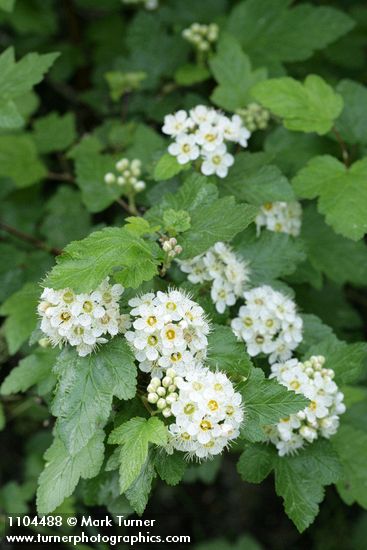 Physocarpus malvaceus