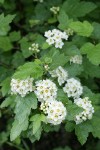 Mallow Ninebark blossoms & foliage