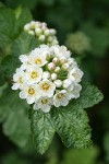 Mallow Ninebark blossoms & foliage detail