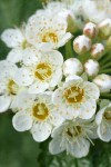 Mallow Ninebark blossoms extreme detail