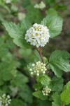 Mallow Ninebark blossoms & foliage