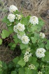 Mallow Ninebark blossoms & foliage