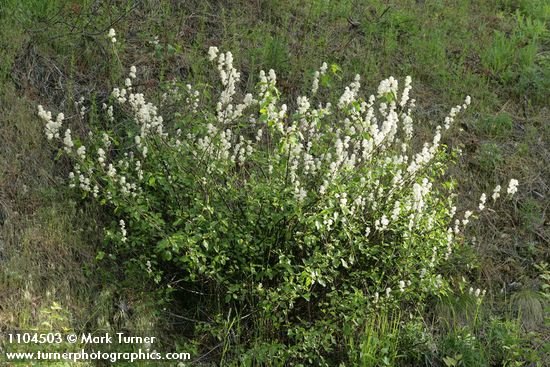 Ceanothus sanguineus