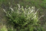 Redstem Ceanothus