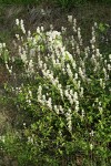 Redstem Ceanothus