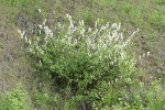 Redstem Ceanothus blossoms & foliage