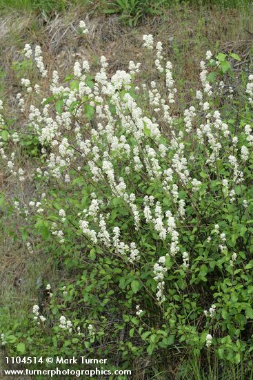 Ceanothus sanguineus