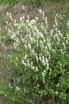 Redstem Ceanothus blossoms & foliage