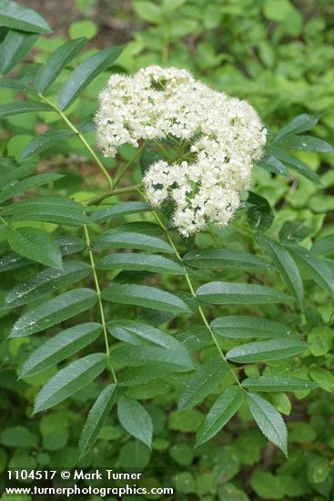 Sorbus scopulina