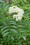 Cascade Mountain Ash blossoms & foliage