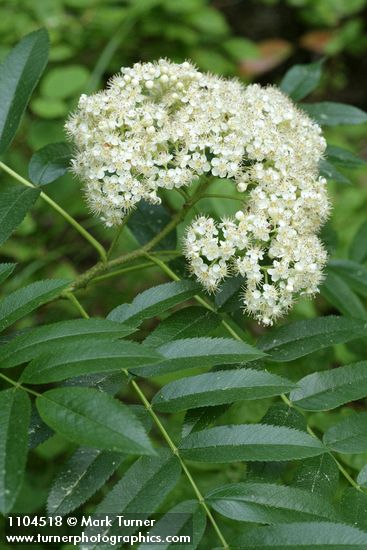 Sorbus scopulina