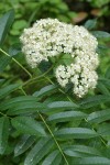 Cascade Mountain Ash blossoms & foliage