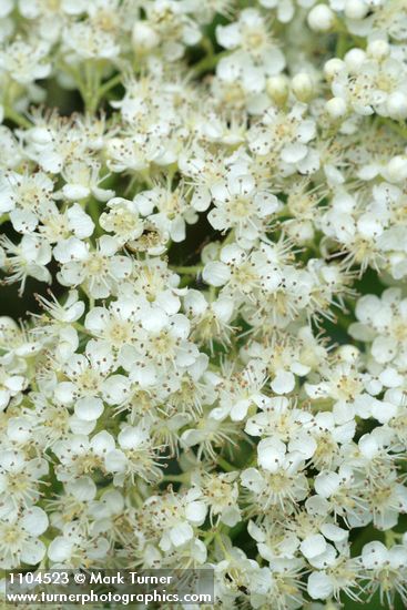 Sorbus scopulina