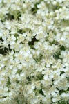 Cascade Mountain Ash blossoms detail