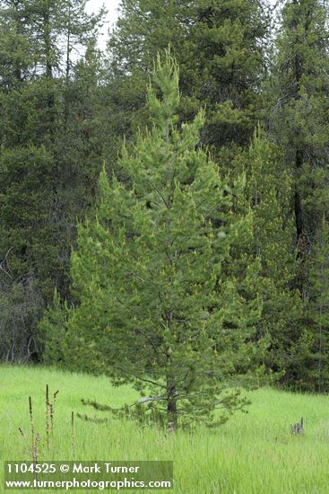 Pinus contorta