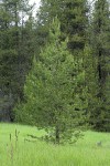 Lodgepole Pine w/ fresh growth