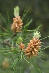 Lodgepole Pine male cones among mature needles