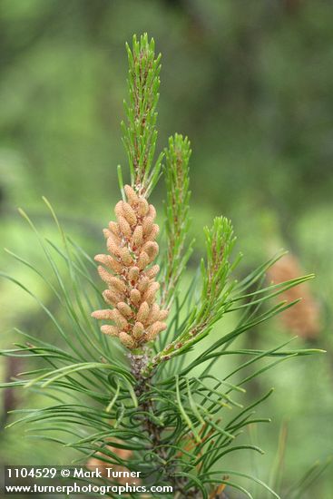 Pinus contorta