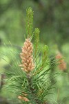 Lodgepole Pine male cones & new growth among mature needles