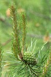 Lodgepole Pine immature female cone & new growth among mature needles