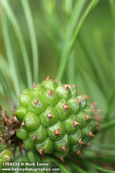 Pinus contorta