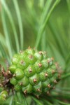 Lodgepole Pine immature female cone detail