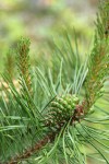 Lodgepole Pine immature female cone & new growth among mature needles