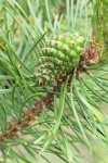 Lodgepole Pine immature female cone among mature needles