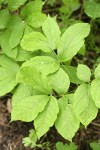 Wld Sarsaparilla foliage