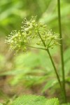 Wld Sarsaparilla blossoms