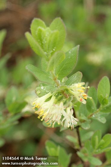 Lonicera caerulea